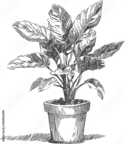 Intricate black and white sketch of a potted plant with large leafy stems. Vector illustration