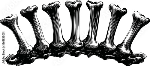 Illustration of a dinosaur vertebrae in black and white shading, anatomical drawing. Vector illustration