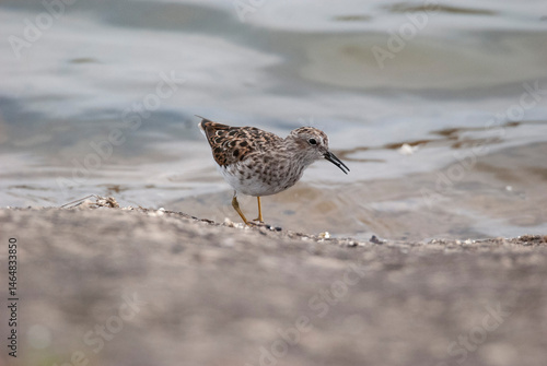 Small Least Sandpiper At the waters edge