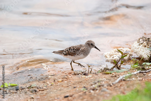 Small Least Sandpiper At the waters edge