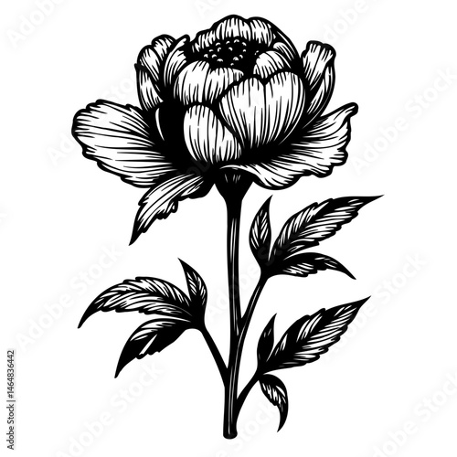 Elegant botanical illustration: a solitary peony, hand-drawn with meticulous detail
