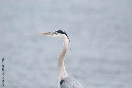Great Blue Heron Portrait