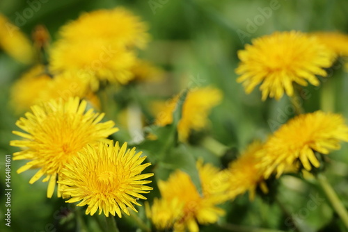 Blooming dandelion, spring flower in green grass. Meadow with dandelions