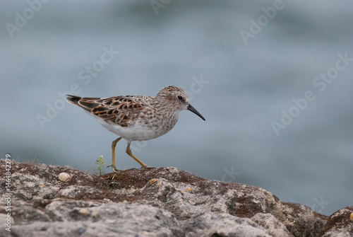 Small Least Sandpiper At the waters edge