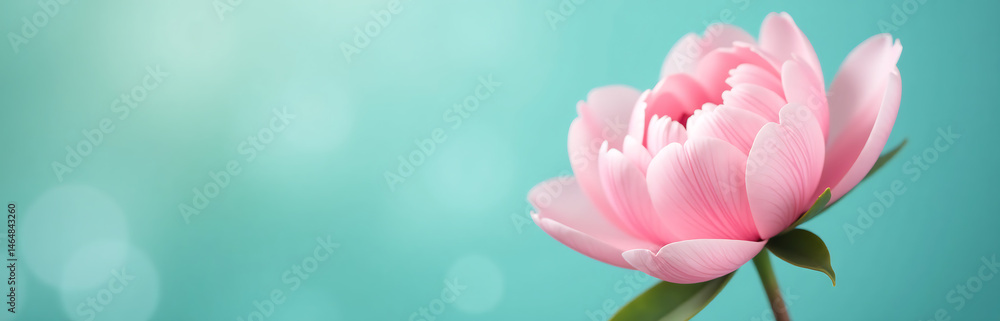 Fototapeta premium delicate peony flower blooms shallow focus soft pink petals unfurling center blurred turquoise