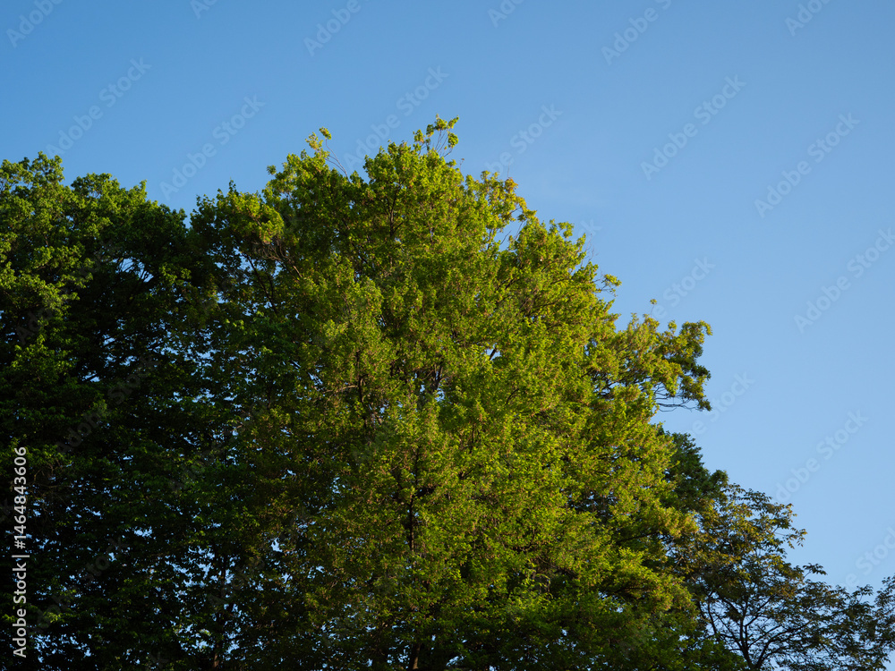 green tree in spring in the morning with blue sky green tree in spring in the morning with blue sky