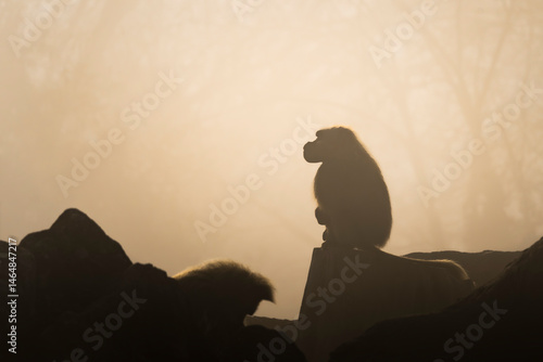 Foto di sagome di babbuini alla luce dell'alba