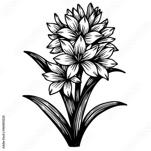 Monochrome hyacinth illustration showing detailed floral and stem components