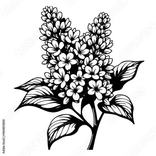 Elegant monochrome illustration of a lilac branch, featuring intricate floral details