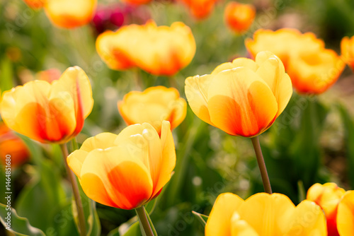 foto di tulipani arancio al sole
