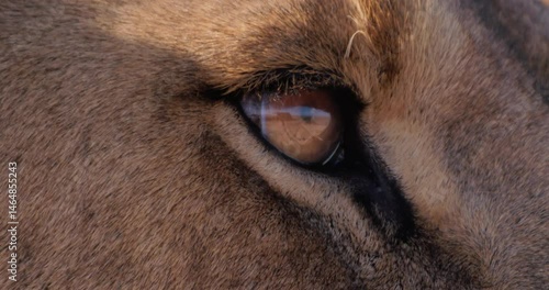 Close up of a lion's (Panthera leo) eyes keenly examining the surroundings during the morning in Kenya.