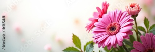 Vibrant pink gerbera daisy, lush foliage, white backdrop, elegant, vibrant