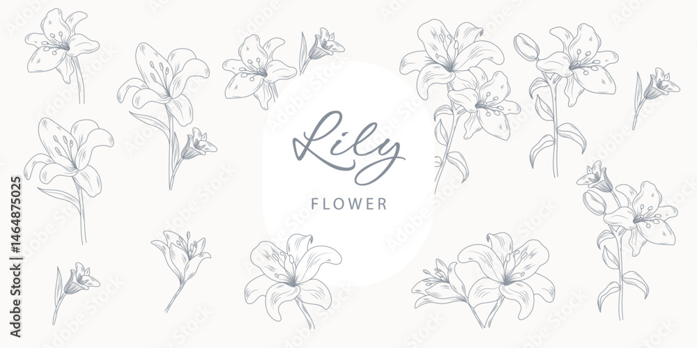 Fototapeta premium Lily Line Drawing. Floral Bouquets. Flower Coloring Page. Floral Line Art. Fine Line Lilies illustration. Hand Drawn flowers. Botanical Coloring. Wedding invitation flowers