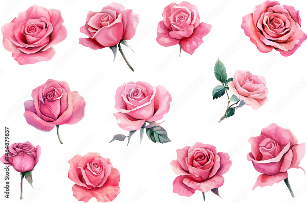 Fototapeta premium set of pink roses