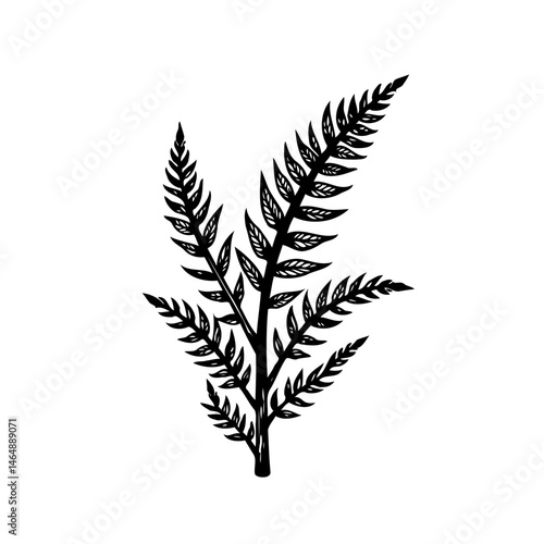Vászonkép Botanical elegance: a monochrome fern illustration invoking natural simplicity