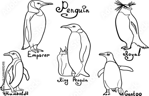 Vector illustration with different penguin. Penguin of different species. Outline, line art, isolated on white background 