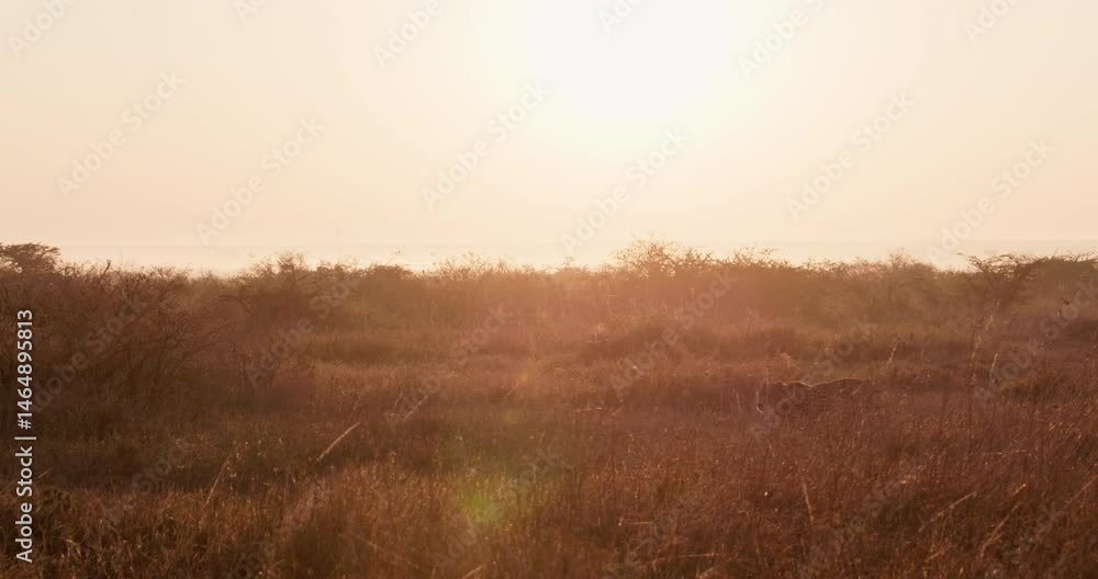 Extreme wide shot of two cheetahs (Acinonyx jubatus) walking across the savannah under beautiful morning light in Kenya. Extreme wide shot of two cheetahs (Acinonyx jubatus) walking across the savannah under beautiful morning light in Kenya.