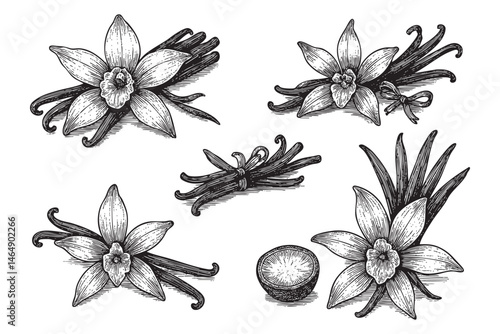 Vanilla Flower with Sticks set woodcut engraving vector illustration