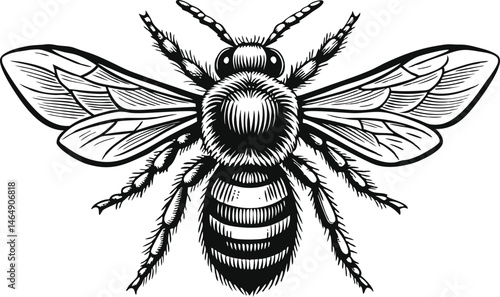 Elegant engraved bee with outstretched wings in top-down view, detailed line work and shading in vintage natural history book style

