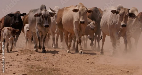 Wallpaper Mural Wide tracking shot of a herd of boran cattle (Bos indicus) trotting with their young in dust at the savanna during eventide in kenya Torontodigital.ca