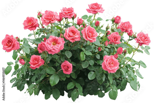 A lush pink rose bush blooming vibrantly showcasing delicate petals and deep green leaves isolated on transparent background