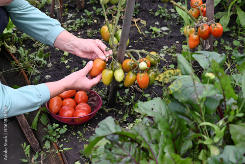 Gardener harvesting ripe tomatoes in a lush garden during late summer