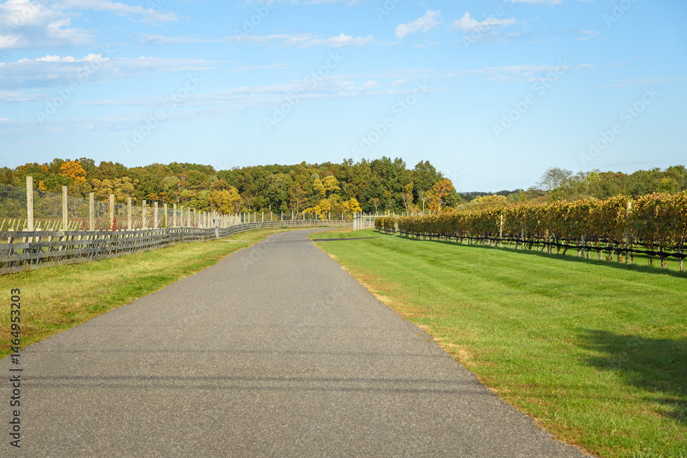 Fototapeta premium Empty back road running through vineyards in the countryside on a sunny autumn day