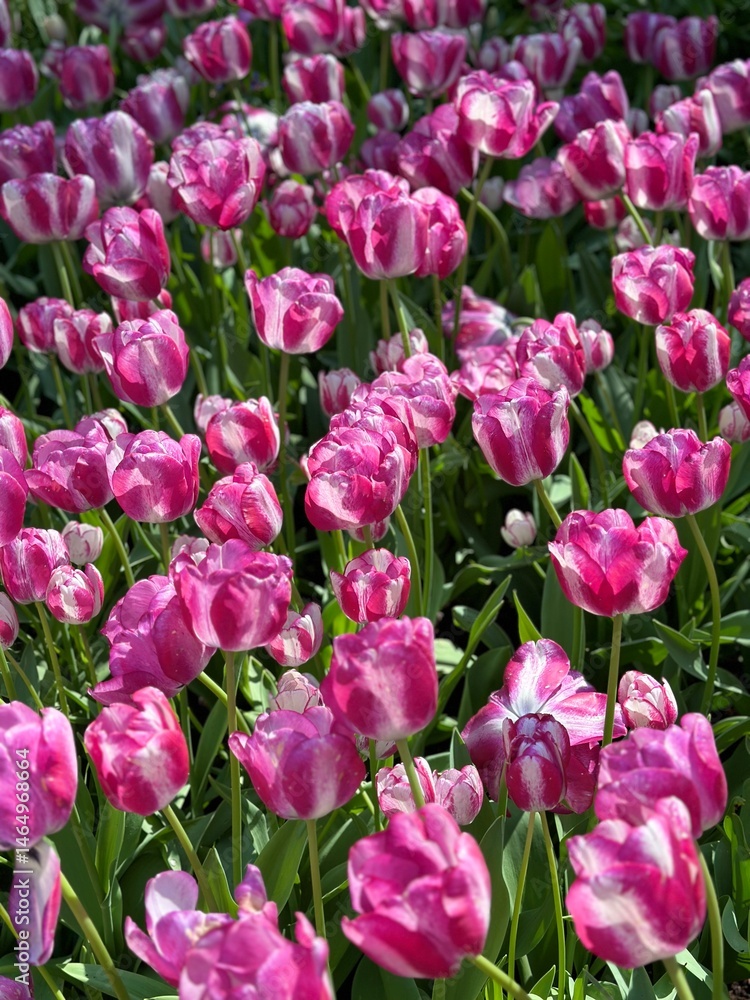 field of pink tulips field of pink tulips