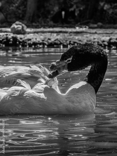 cisne