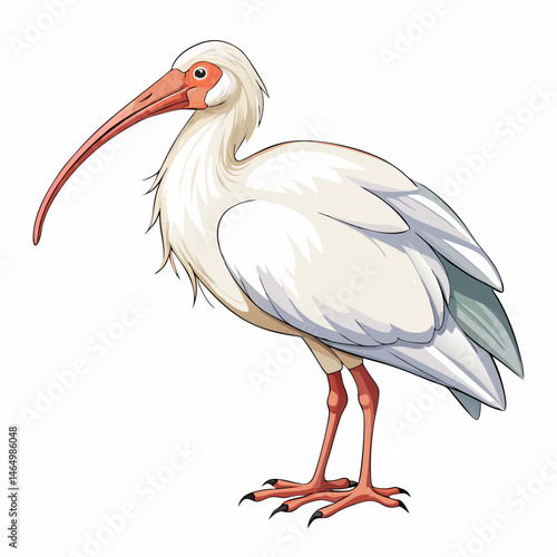 White Ibis Bird Illustration Detailed Drawing