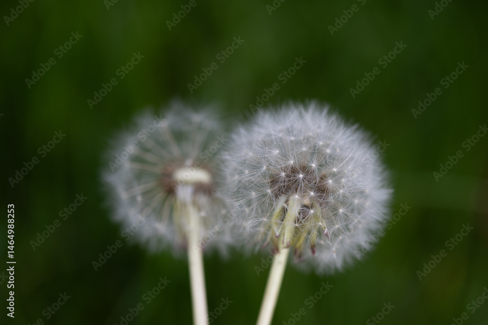 horizontal portrait of a close-up of two dandelions with their seeds against a dark green background horizontal portrait of a close-up of two dandelions with their seeds against a dark green background