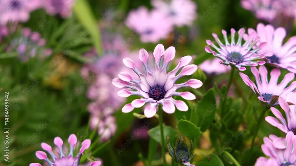 Un champ de fleurs épanouies montre des pétales violets et blancs. Elles poussent dans un jardin luxuriant sous un ciel ensoleillé au printemps.