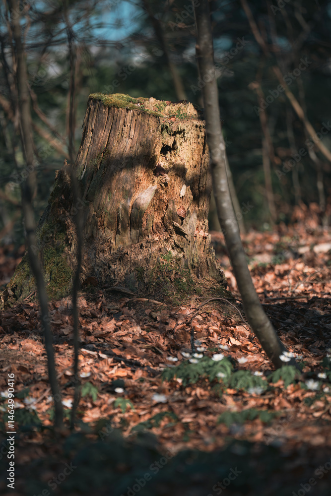 Obraz premium Tree stump in the forest