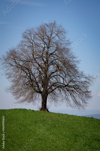 Solitary Winter Tree