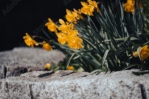 Yellow daffodils flowers