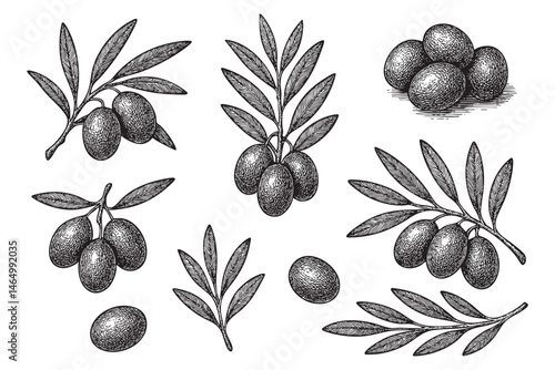 olive and branch set woodcut engraving vector illustration
