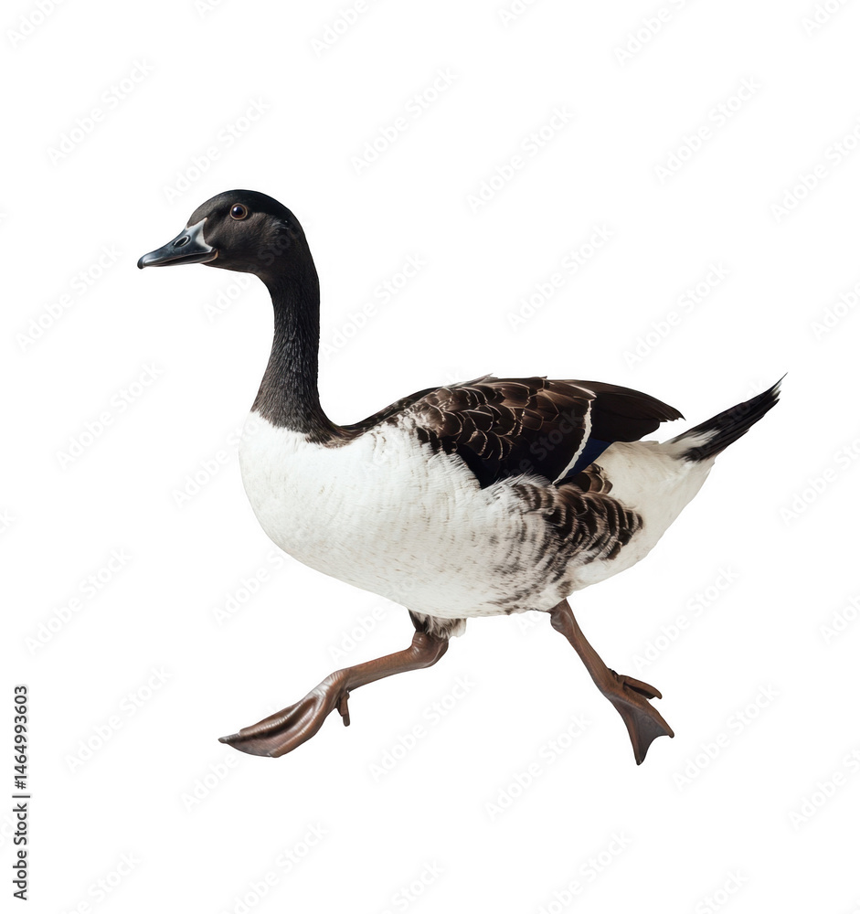Obraz premium goose isolated on white