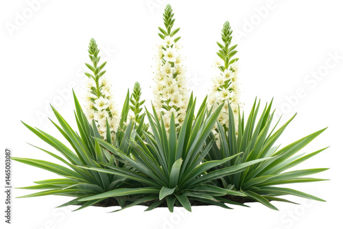 Stunning Yucca Plant with Delicate White Blossoms Isolated on Black Background Lush Green on transparent background