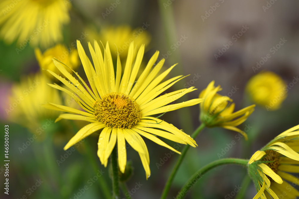 Doronicum orientale. yellow chamomile flowers close up. side view. Yellow flowers with long petals. a flowering flower bed in spring or summer. blooming season, wild flower, beauty in nature Doronicum orientale. yellow chamomile flowers close up. side view. Yellow flowers with long petals. a flowering flower bed in spring or summer. blooming season, wild flower, beauty in nature