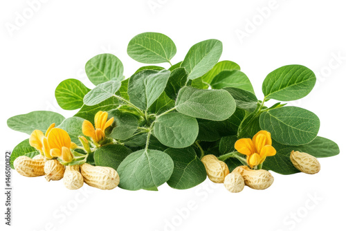 Vibrant peanut plant with ripe peanuts and bright yellow flowers against a stark black on transparent background