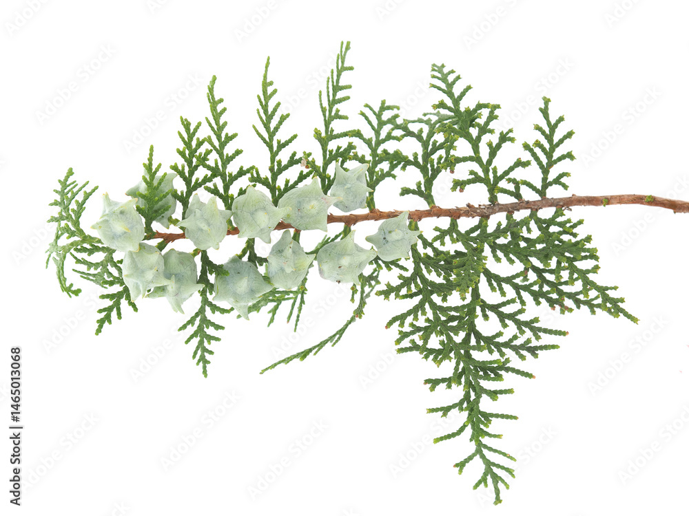 Branch of Oriental thuja tree isolated on white, Platycladus orientalis Branch of Oriental thuja tree isolated on white, Platycladus orientalis