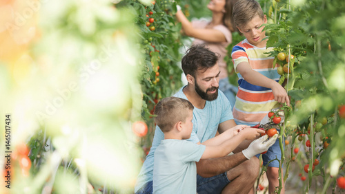 Family with two kids working in greenhouse with tomato