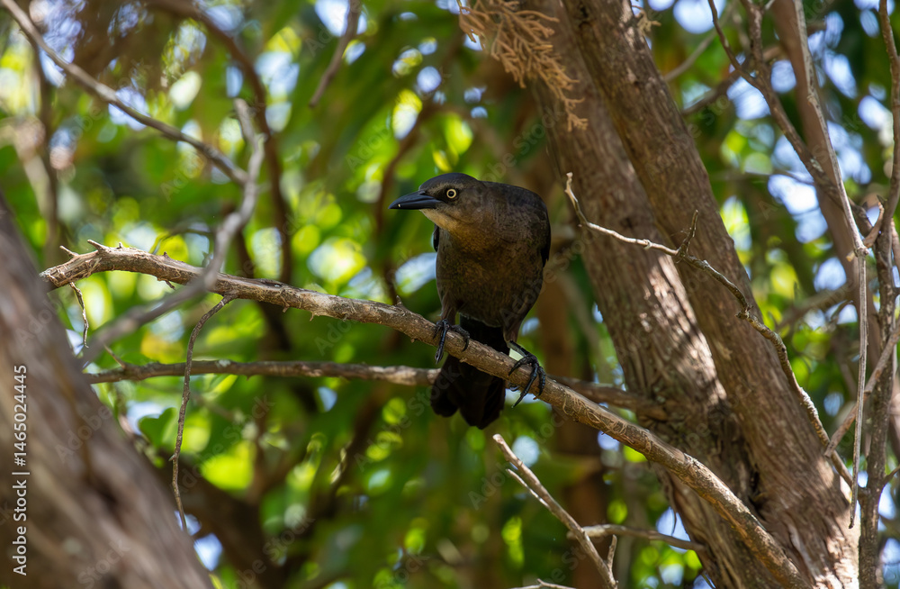 European Starling (Sturnus vulgaris) perched on a limb. European Starling (Sturnus vulgaris) perched on a limb.