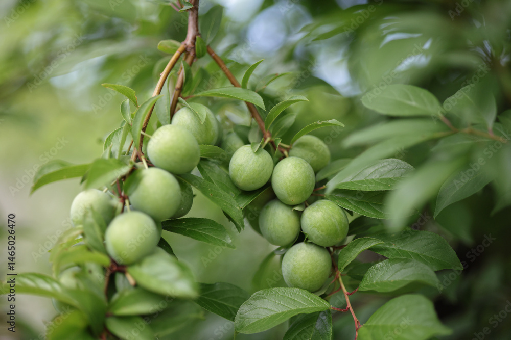 Green plums ripening on the tree in the sun. Green plums ripening on the tree in the sun.