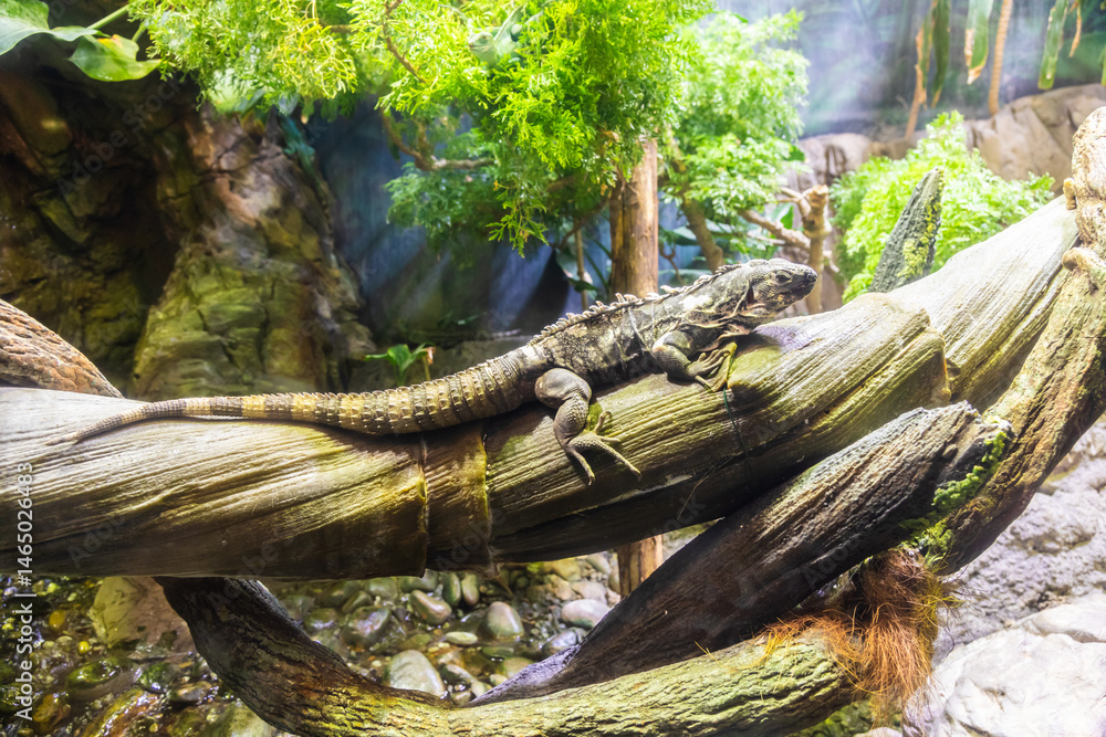 Green Iguana: large, arboreal, mostly herbivorous species of lizard of the genus Iguana.