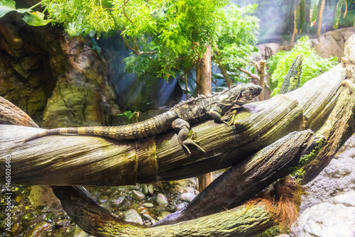 Obraz na płótnie Green Iguana: large, arboreal, mostly herbivorous species of lizard of the genus Iguana. w salonie