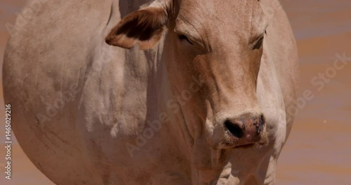 Close up shot of a pregnant boran cattle (Bos indicus) body looking around the savanna in the evening at kenya