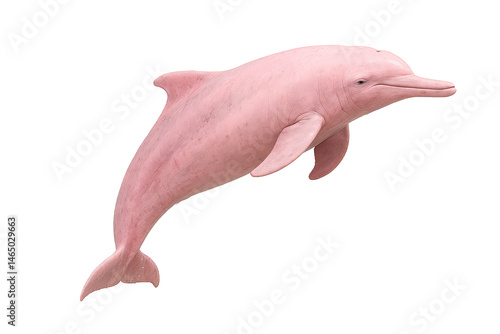 Pink Amazon river dolphin side view on white background – rare wildlife image