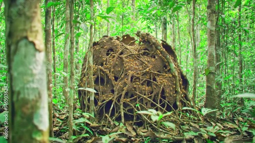 Thousands of termites swarm their earthen nest in a lush rainforest setting This detailed close-up reveals intricate textures and the insects' tireless activity