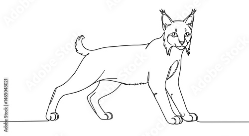 Lynx standing in a playful stance against a simple background  